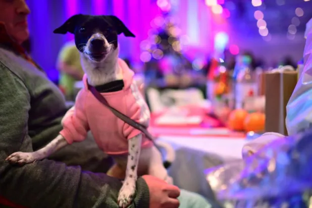 صورة أشعة لكلب تحصد 130 ألف إعجاب على «تويتر»