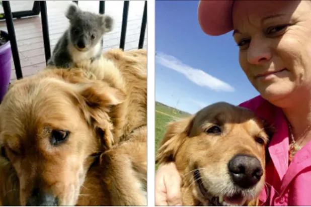 كلبة تنقذ صغير كوالا في أستراليا