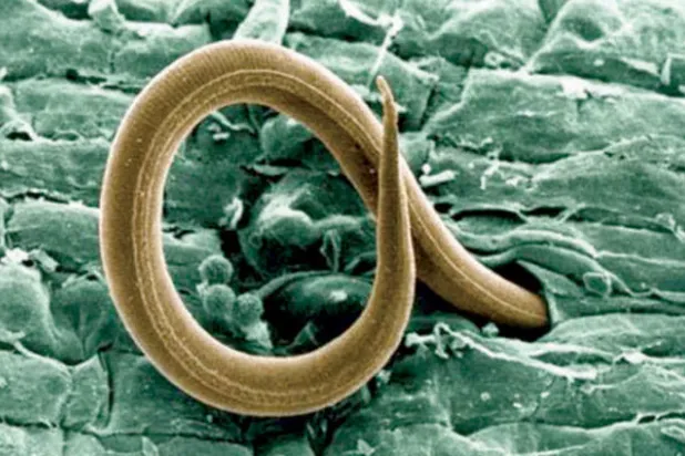 النباتات تتحدث لغة الديدان لصد هجومها