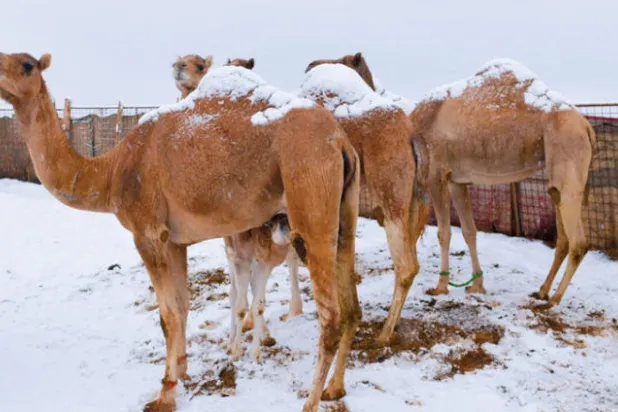 درجات الحرارة تنخفض إلى ما دون الصفر