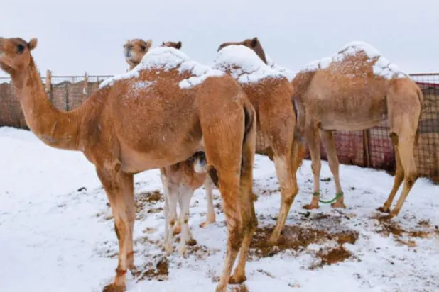Temperatures Drop below Zero in Northern Saudi Arabia