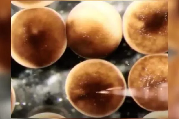 لأول مرة... علماء يصنعون «روبوتات حية»