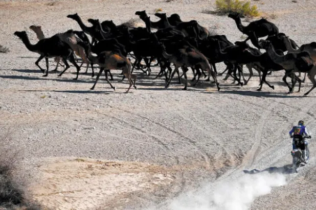 جمال تعبر إحدى الطرق الممهدة أمام رالي داكار السعودية بالقرب من وادي الدواسر (أ.ف.ب)