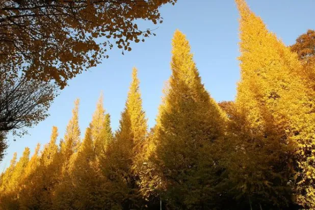 لماذا تعيش بعض الأشجار لأكثر من ألف عام؟