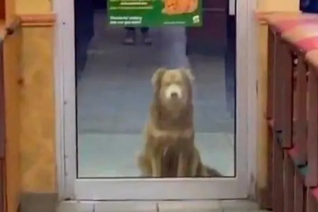 لمدة عام... كلبة تزور مطعماً يومياً للحصول على عشائها (فيديو)