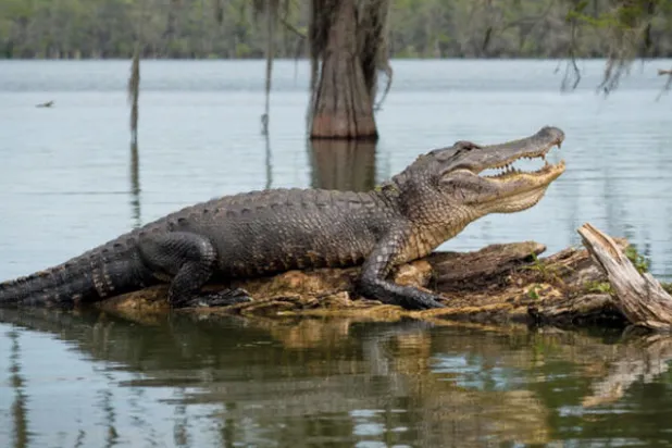 يرجع تاريخ ظهور التماسيح على كوكب الأرض إلى عصر الدهر الوسيط (نيويورك تايمز)