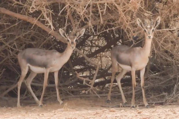 Suudi Arabistan'ın turizm cenneti: Farasan Adaları 