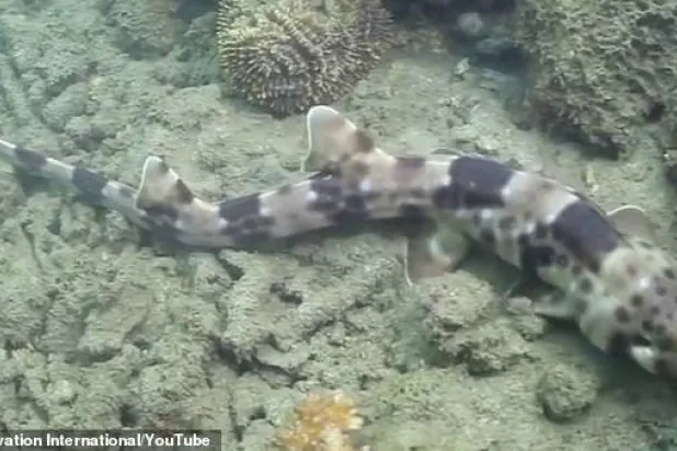 اكتشاف أسماك قرش جديدة يمكنها المشي (فيديو)