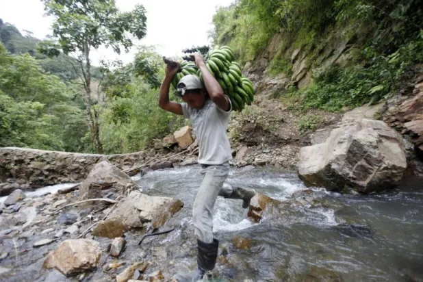 يستخدمه السياسيون... ماذا يعني مصطلح «جمهوريات الموز»؟