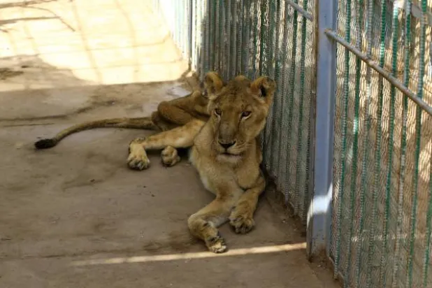 عکس های تکان دهنده شیرهای گرسنه در سودان و کمپین نجات