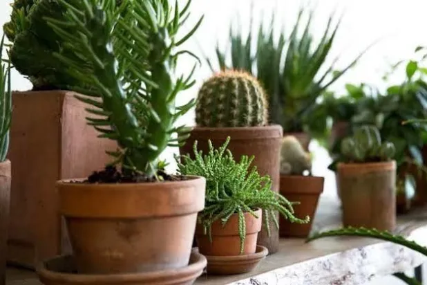 «أنا ظمآن!»... أصيص زرع ينقل مشاعر النبات