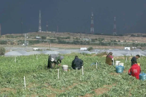 مزارعون يعملون في غزة