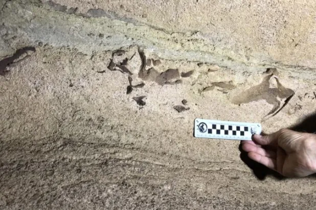 العثور على بقايا قرش عمره 330 مليون عام