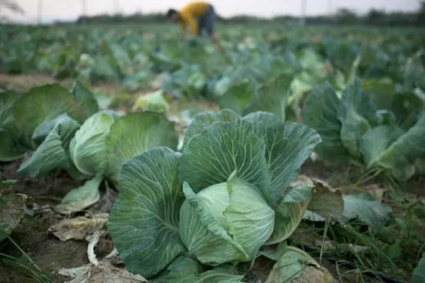 أكلات الشتاء وأحاديثه طقوس تبعث الدفء في أجساد أهل فلسطين