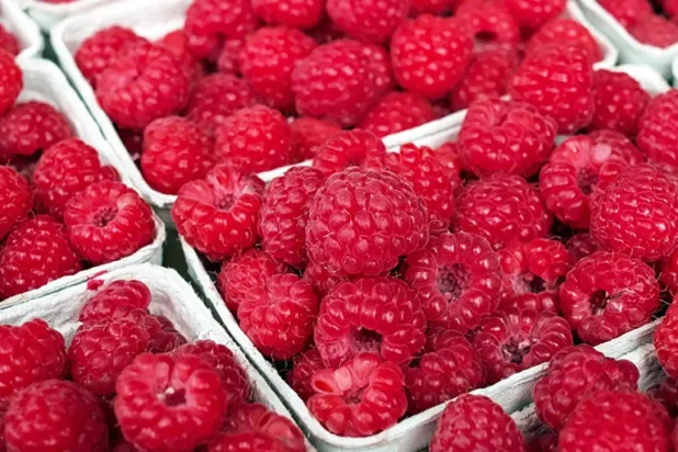 Agreement Opens US Market to Morocco’s Raspberries