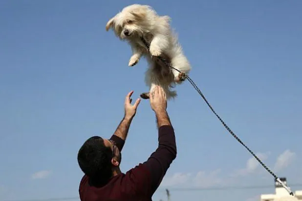 دراسة: واحد من بين كل 5 أشخاص يفضل امتلاك كلب على الارتباط