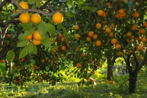 استقرار الدرهم وإنتاج الموسم الماضي يعتصران «برتقال المغرب»