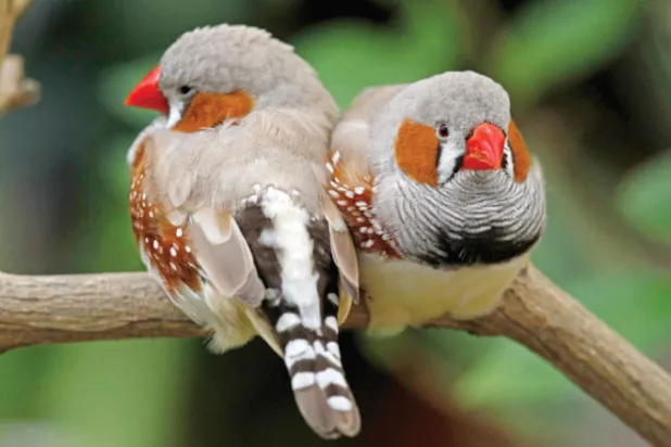 أدمغة الطيور المغردة تمكنها من العثور على شريك العمر