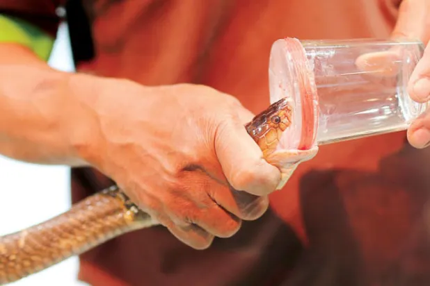 مختبر ينتج غدد كوكتيل سموم الأفاعي