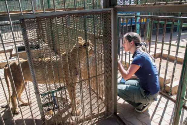 جوع «أُسود» الخرطوم قد ينقذ الآلاف من أسود البراري والمحميات
