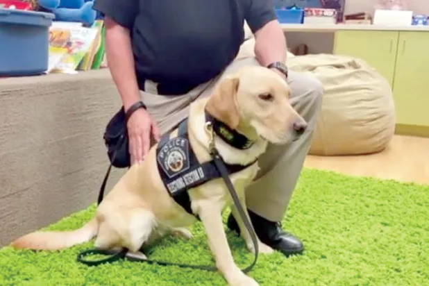 كلبة تلاحق مستهدفي الأطفال إلكترونياً