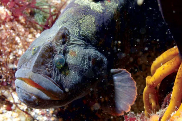 سمكة كالثعبان بوجه قرد مصدر جديد للحوم البيضاء