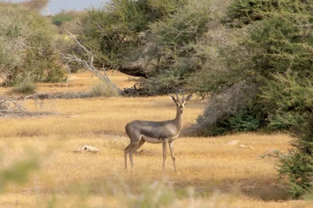 المحميات الطبيعية العربية في خطر