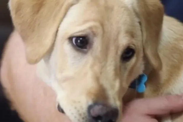 اعتبرا المبلغ «ضئيلاً»... زوجان يستنسخان كلبهما الميت مقابل 50 ألف دولار