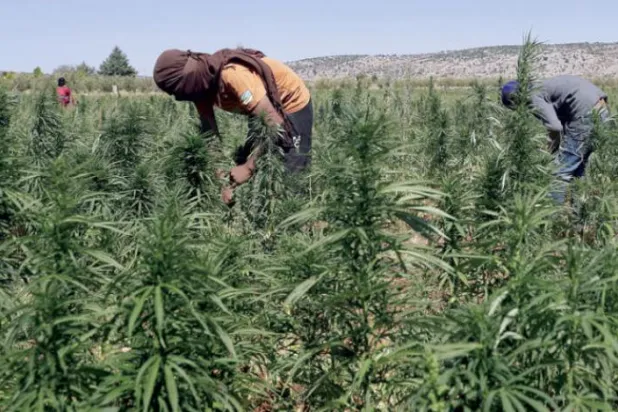 کشت ماری‌جوآنا در لبنان قانونی و درآمدزا می شود