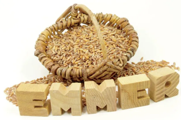 القمح العصري يواجه محنة بسبب التوجهات الغذائية المعاصرة