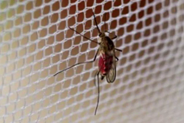 إزالة الغابات تزيد من مخاطر الإصابة بالملاريا