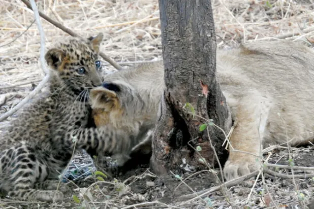 من عجائب الأمومة... صغير الفهد يعيش مع اللبوءة الأم