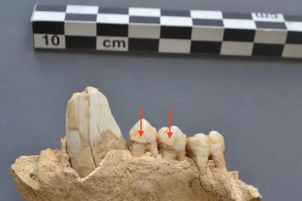 الفك العلوي الأيمن من أحد قرود البابون القديمة (الفريق البحثي)