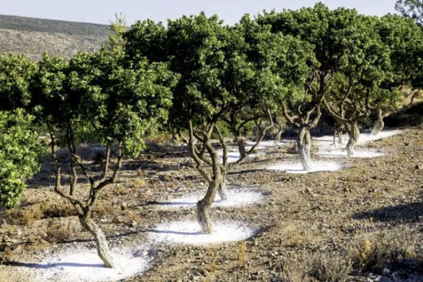 أدخلت اليونيسكو شجر المستكة لقائمة التراث الإنساني