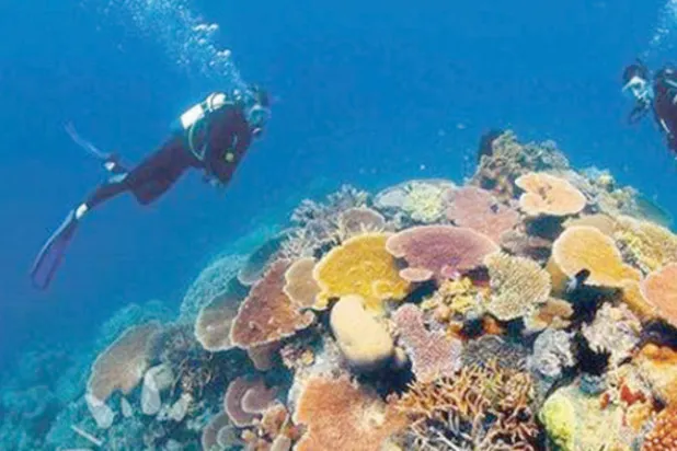 الحيد المرجاني العظيم يعاني من ارتفاع حرارة البحر