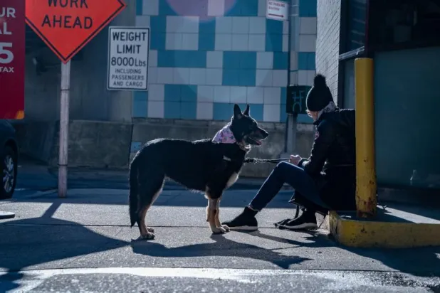 تدريب كلاب لاكتشاف الإصابات بفيروس «كورونا»