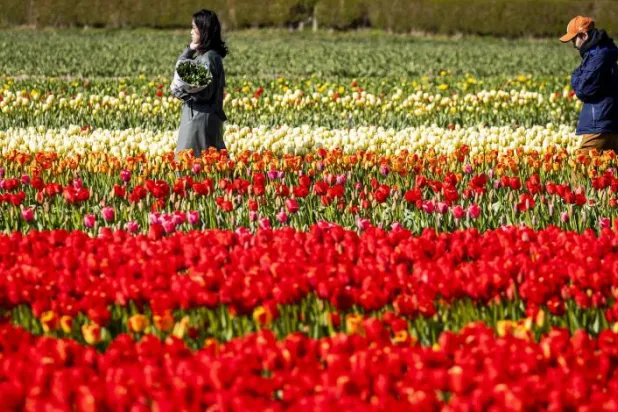«كورونا» يضرب صناعة الزهور في هولندا