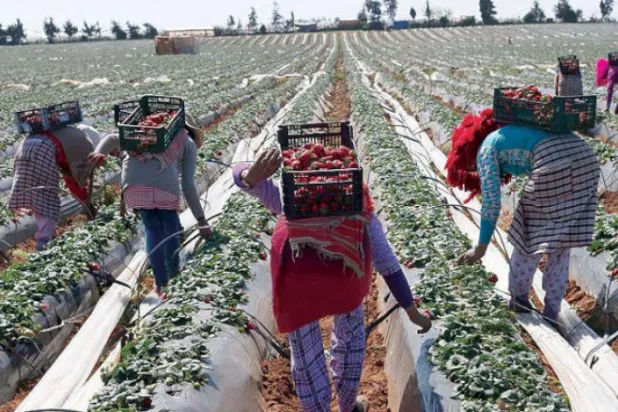 Morocco: Agricultural Activity, Production to Continue Despite Coronavirus