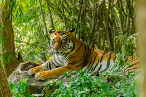 ازدياد الصيد غير القانوني للحيوانات البرية في نيبال