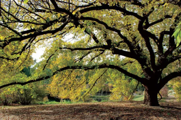 أبحاث لتحويل الأشجار إلى مولدات كهرباء