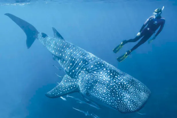 تجارب قنابل الحرب الباردة تكشف عمر أسماك القرش