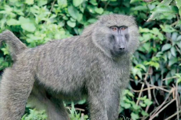 قرد بابون زيتوني