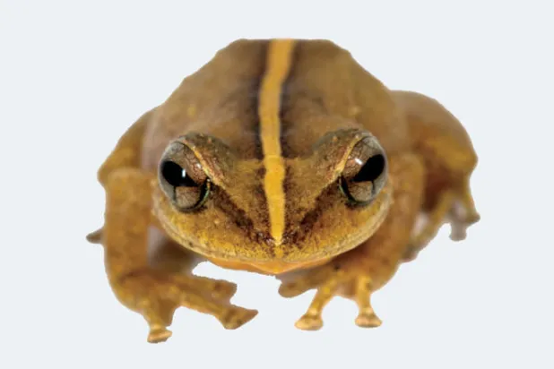 العثور على أقدم حفرية للضفدع «كوكي» عمرهـا 29 مليون سنة