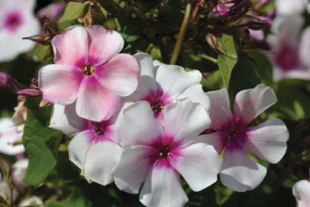 زهرة «الأوركيد»