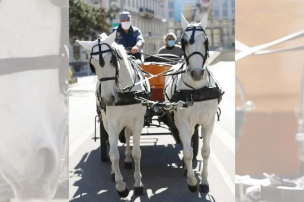 عربات الخيول توصل الوجبات إلى المسنين في فيينا