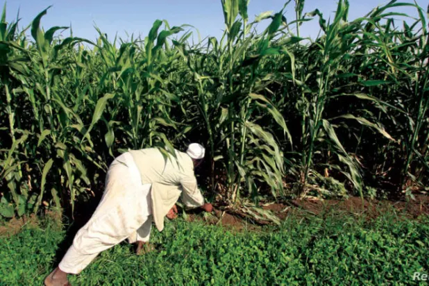 «كورونا» يهدد الأمن الغذائي في السودان