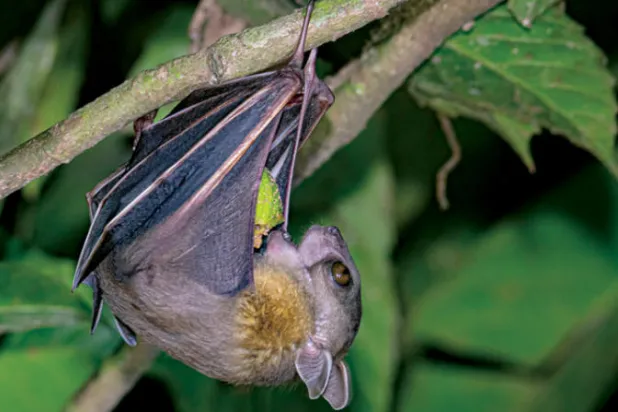 الخفاش... بريء من «كوفيد- 19»