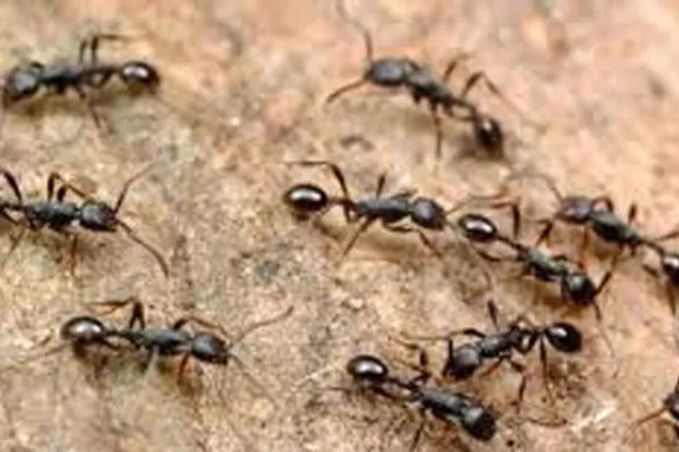 تراجع في أعداد النمل والنحل والفراشات... لكن البعوض في تزايد