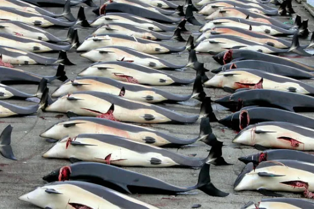 إلغاء صيد الحيتان في آيسلندا