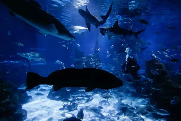 حتى لا يخافوا البشر... حوض مائي يدعو للتحدث مع أسماكه عبر الفيديو